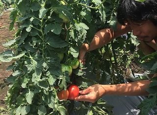 シェフ自ら畑で収穫